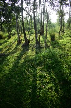 Sunlit forest with tall trees casting long shadows on lush green grass.