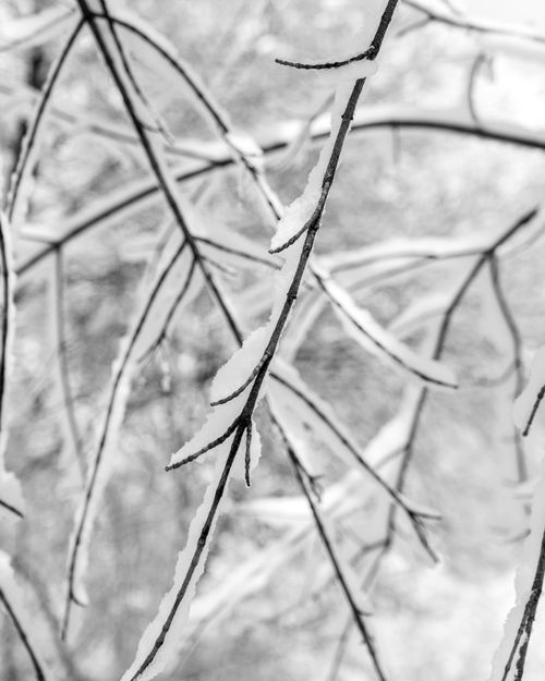 Free Elegantly snow-laden branches creating a serene winter scene in Cambridge, Massachusetts. Stock Photo