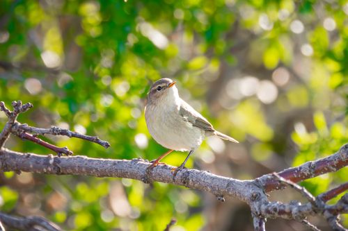 Free Delightful small bird on a branch with vibrant green spring foliage in Jendouba, Tunisia. Stock Photo