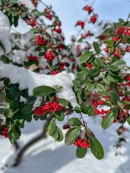 Bright red berries on snowy branches create a beautiful winter scene.