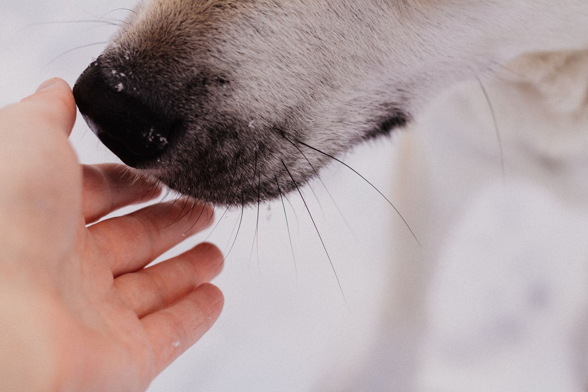 犬の皮膚トラブルとサプリメントの重要性