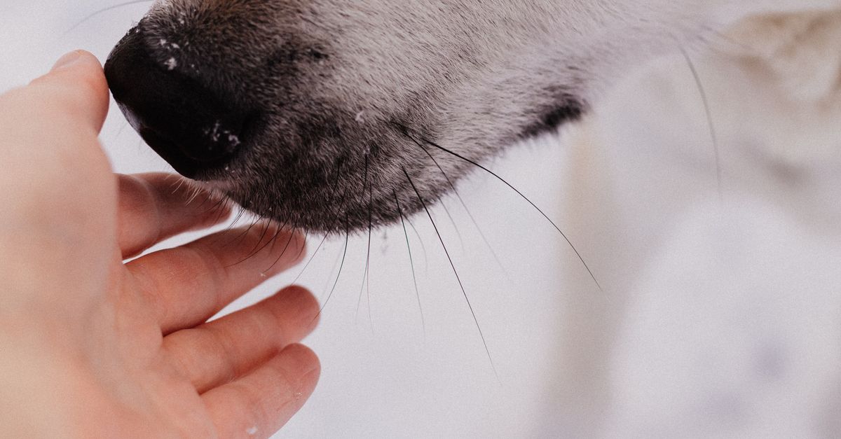 How Much Does an MRI for a Dog Cost? A Complete 2026 Guide