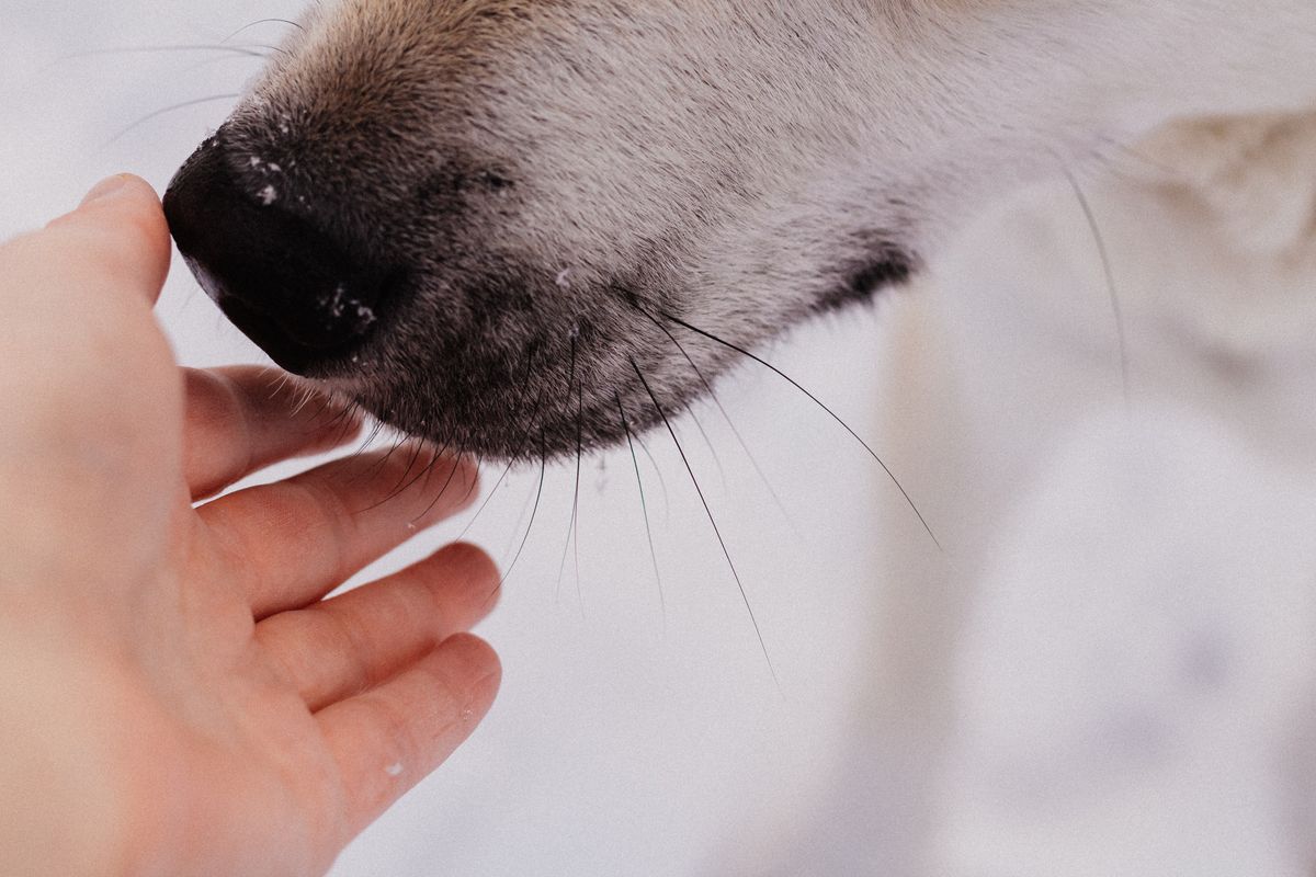 Âge humain du chien : tableau de conversion - Quels facteurs influencent l’âge biologique et le vieillissement du chien ?