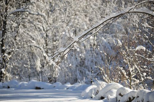Free A serene snow-covered forest path in Lviv, Ukraine captures the tranquil beauty of winter. Stock Photo