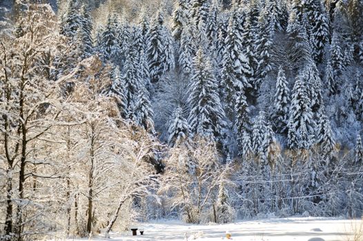 Snow-covered trees create a stunning winter landscape in Lviv Oblast, Ukraine.
