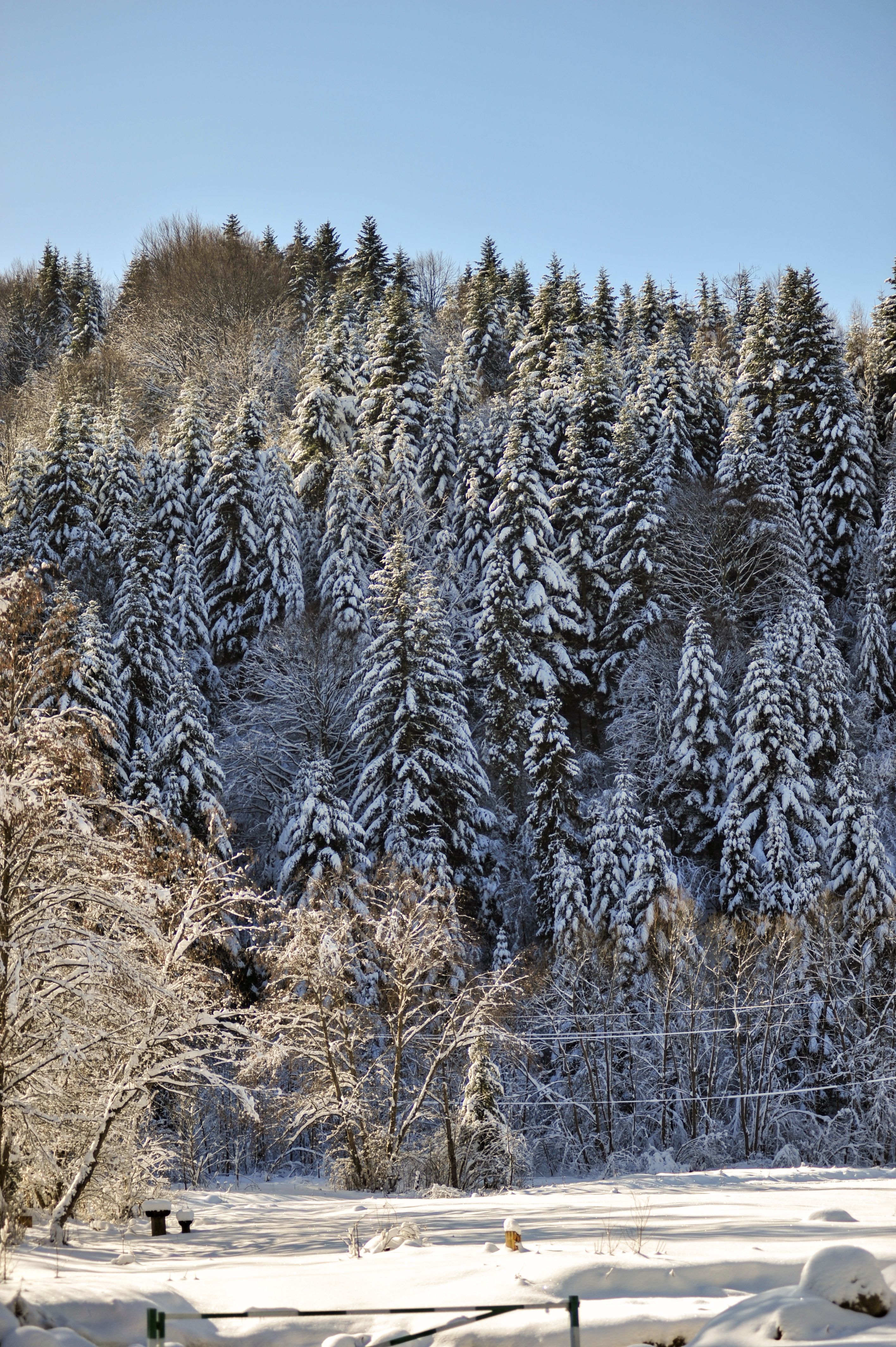 Serene winter landscape of snow-laden trees in Lviv Oblast, Ukraine.