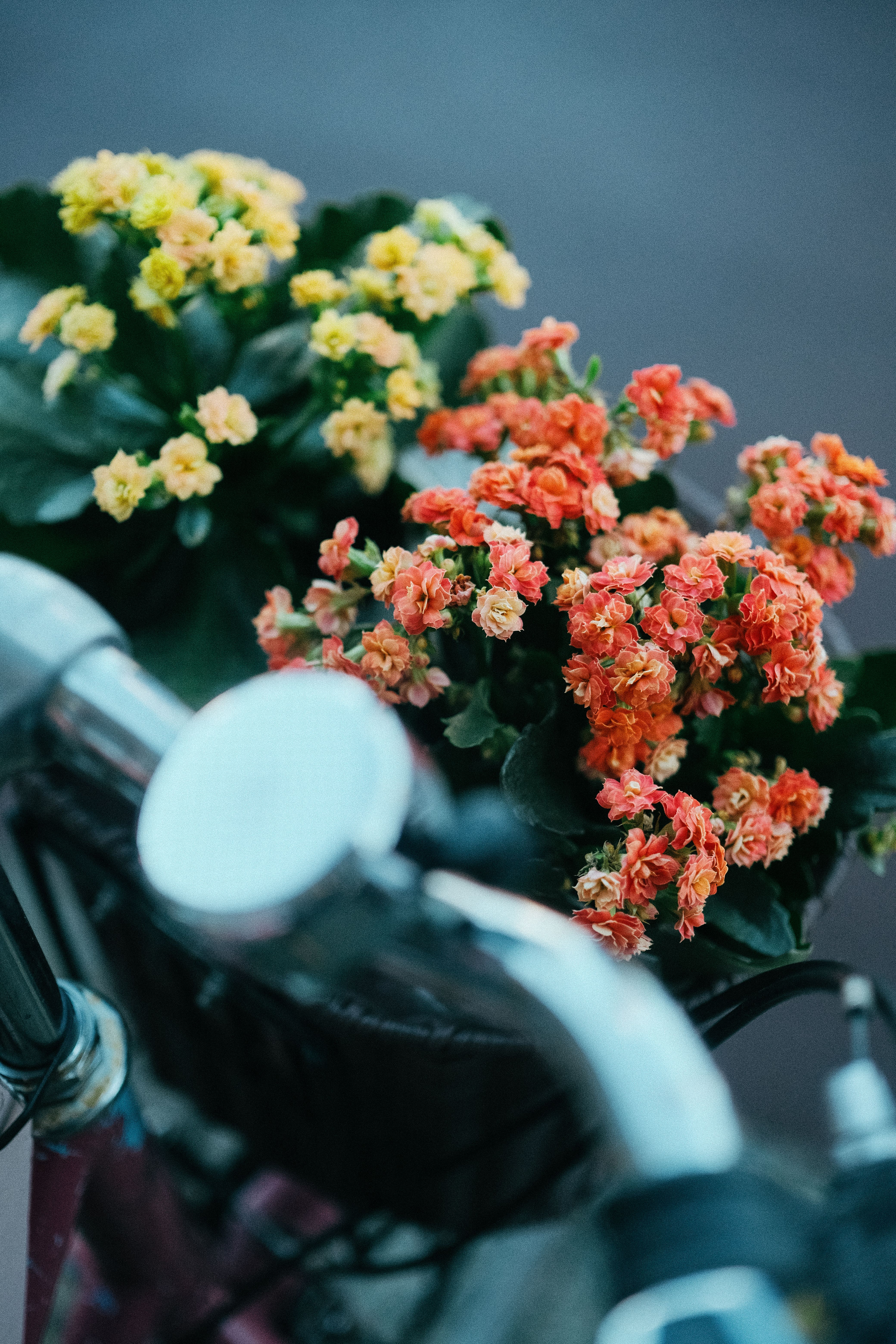 [ColoSach]-a-vintage-bicycle-with-a-basket-of-vibrant-orange-and-yellow-flowers-outdoors-in-dublin.