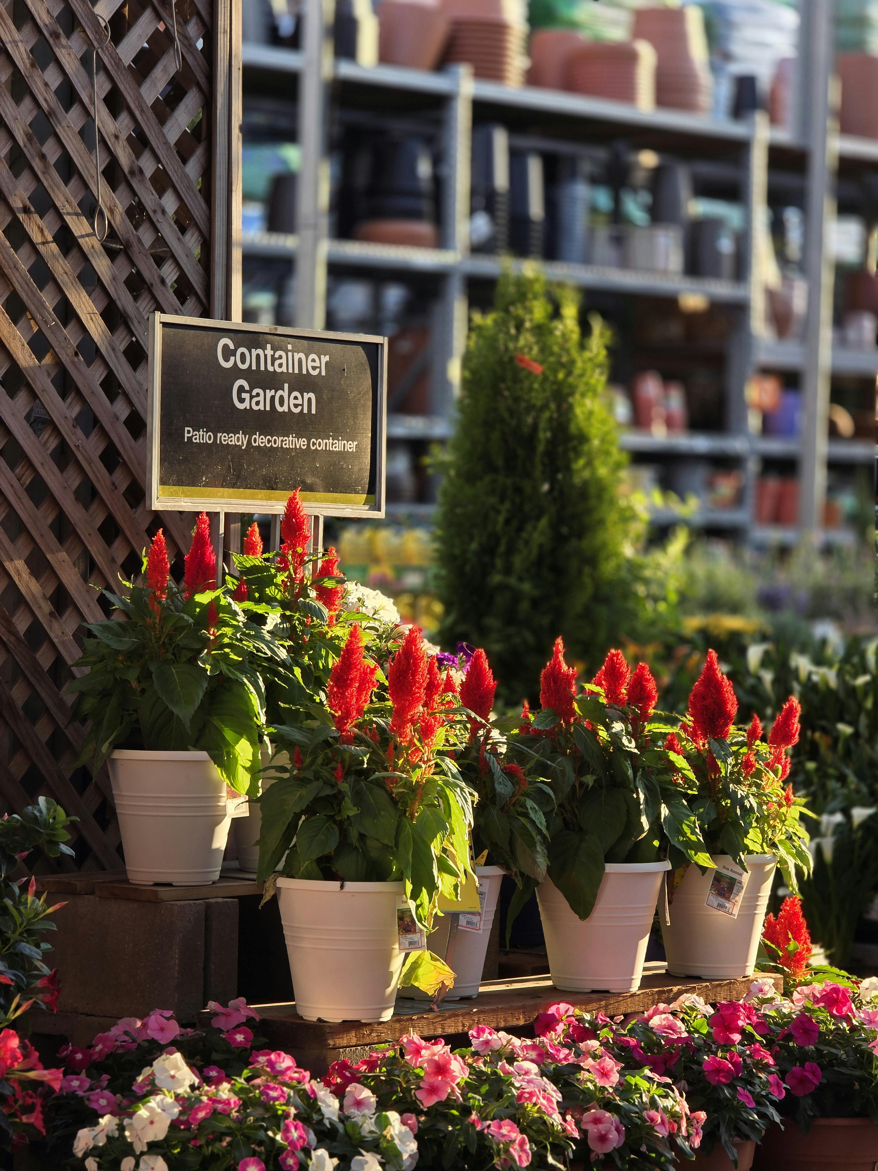 Beautiful container garden arrangement