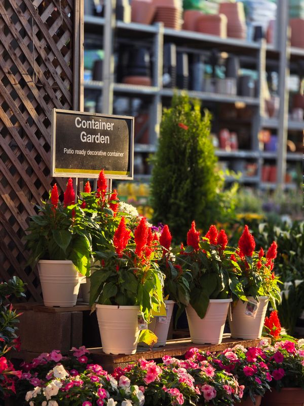 Seasonal container gardening class for creative plant lovers — beautifully arranged flower pots and planters on a charming patio