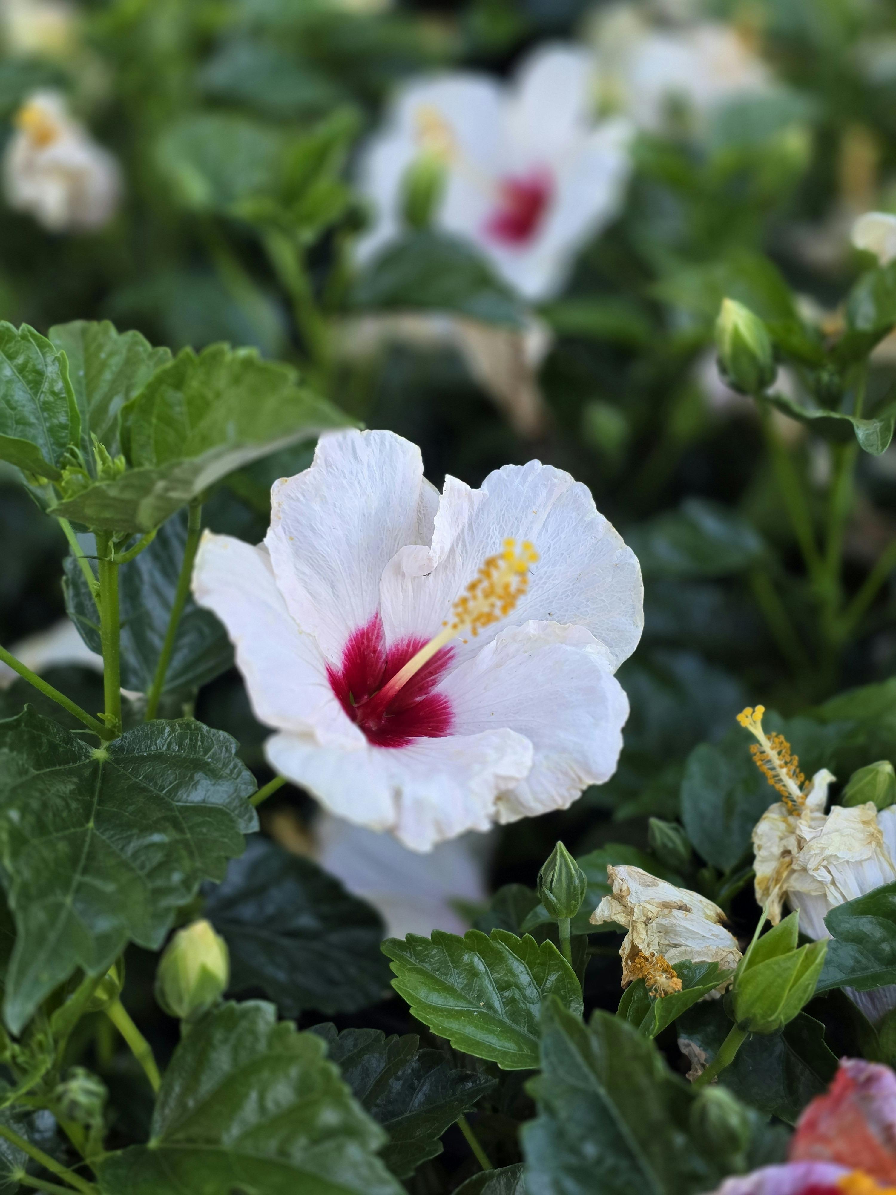 Close-up of a vibrant white hibiscus flower amid lush green foliage.