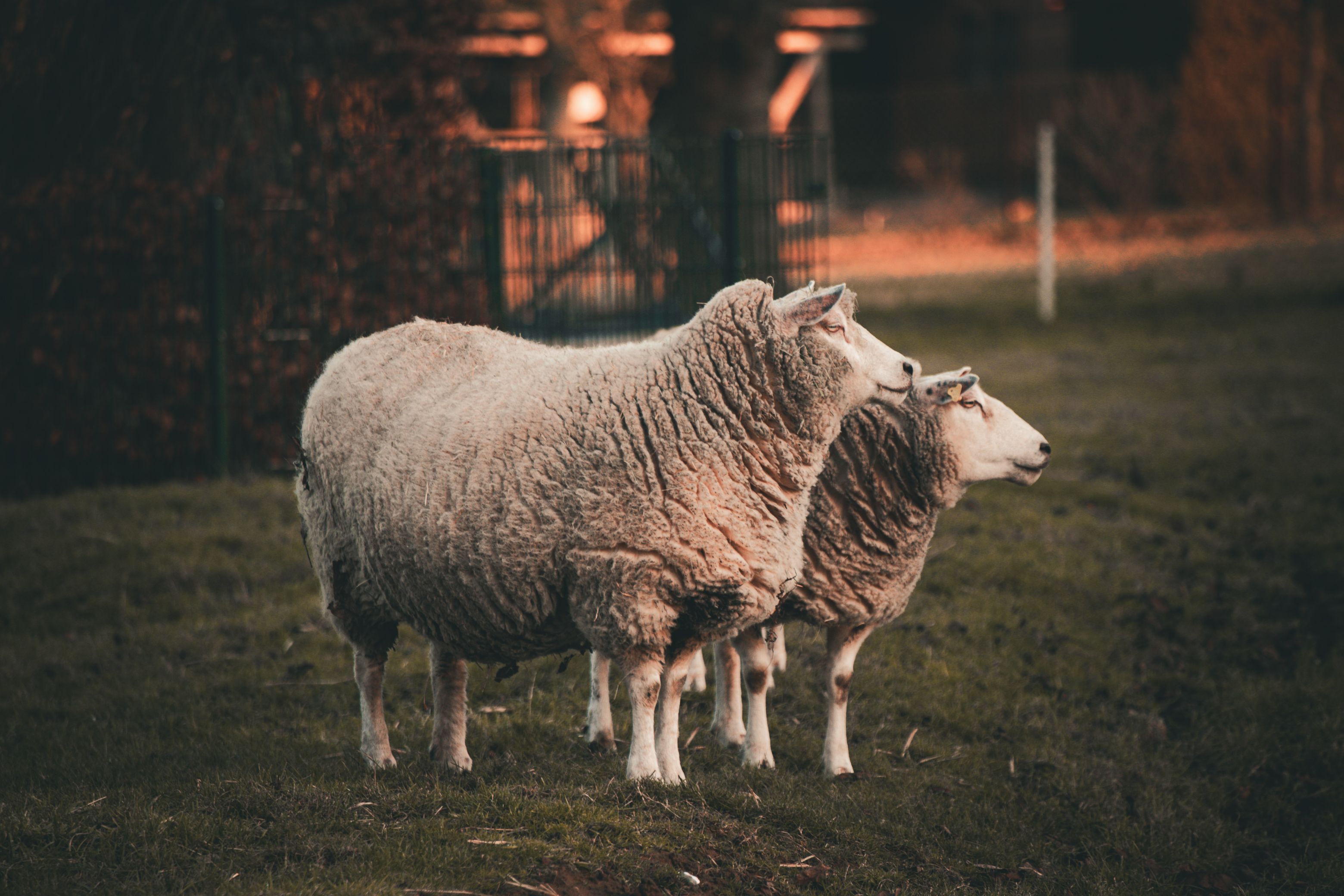 gratis Twee schapen staan in het gras met op de achtergrond een warme avond. Stockfoto