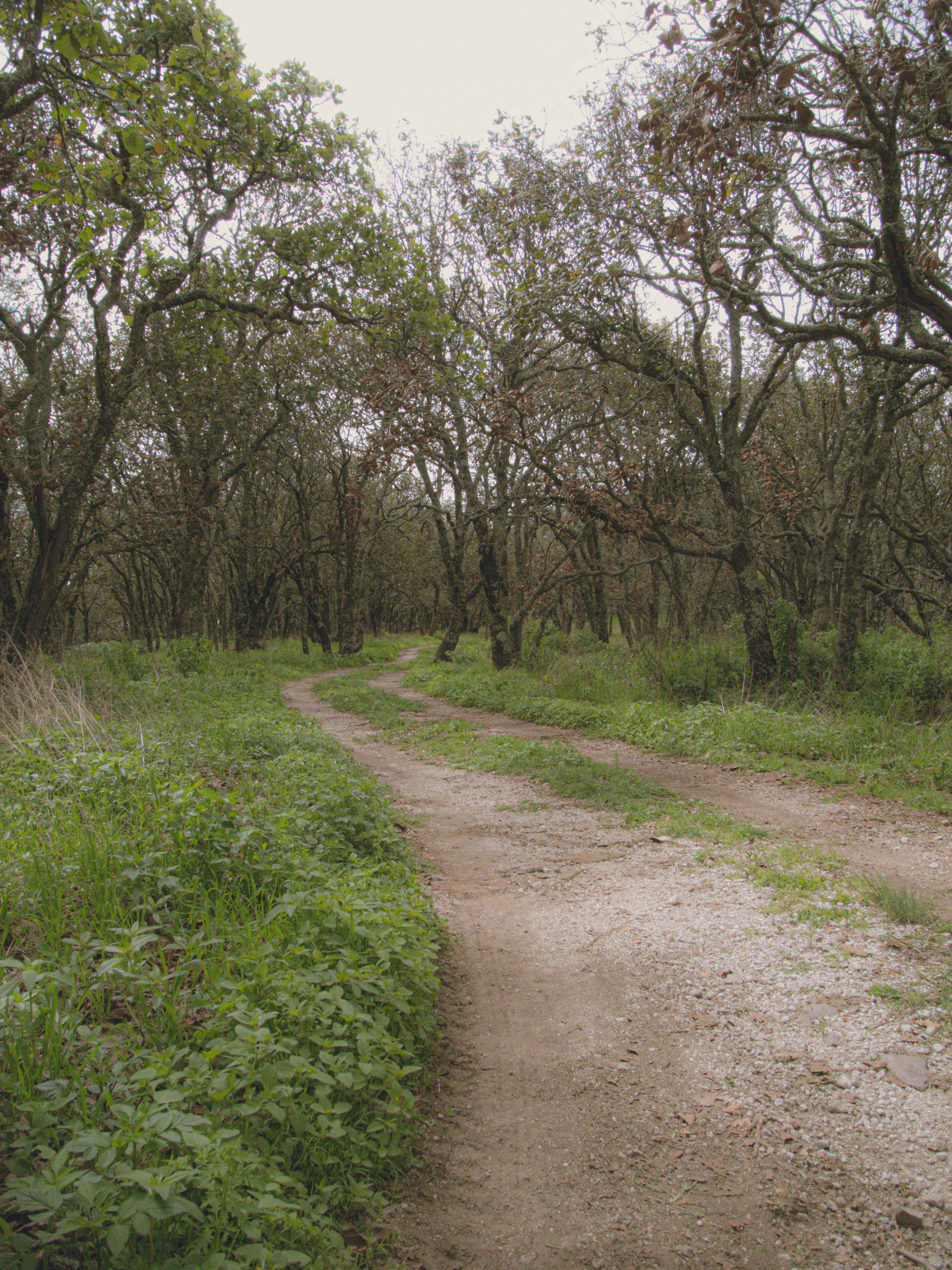Garranos, an autochthonous woodland and tight surveillance: the three pillars to prevent fires at Faia Brava