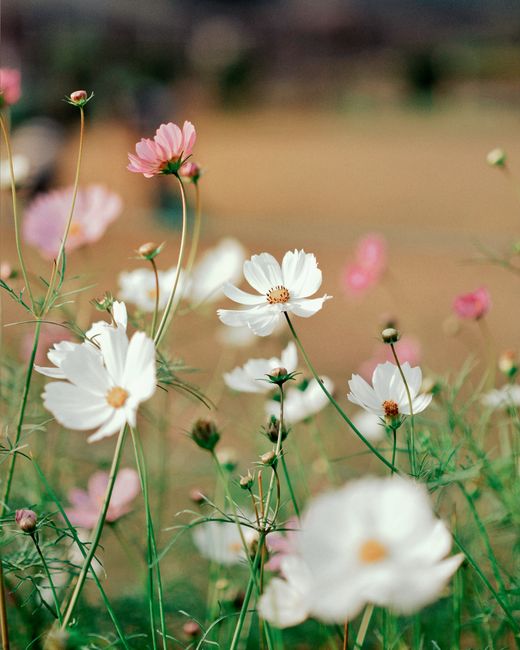 Delicate white and pink cosmos flowers sway in a sunlit field, signifying spring.