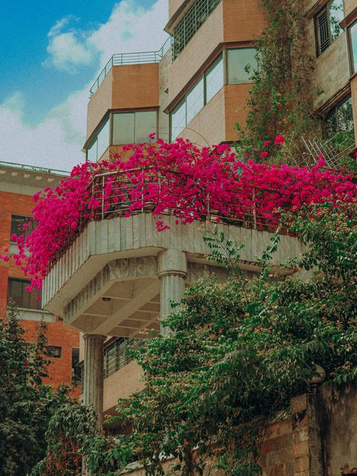 Free Vibrant pink bougainvillea decorates a concrete balcony in the cityscape of Dhaka. Stock Photo