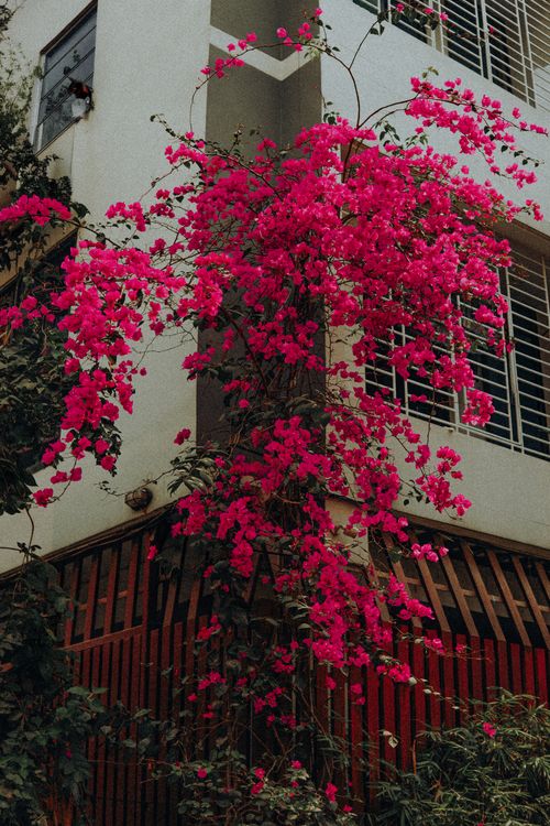 Free Bright pink bougainvillea climbing the corner of a city building, offering a contrast against the modern architecture. Stock Photo