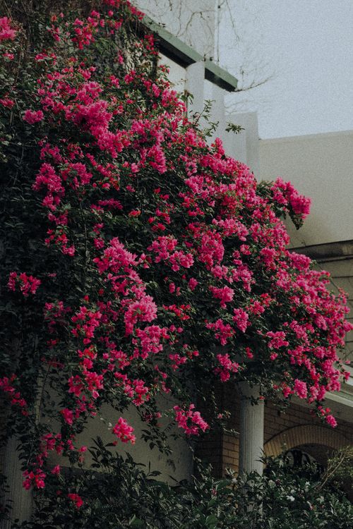 Free Vivid pink bougainvillea flowers cascading over a building facade, adding natural beauty to urban architecture. Stock Photo