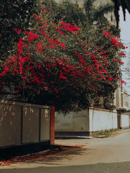 Free A street corner adorned with lush, vibrant red bougainvillea in an urban environment on a sunny day. Stock Photo
