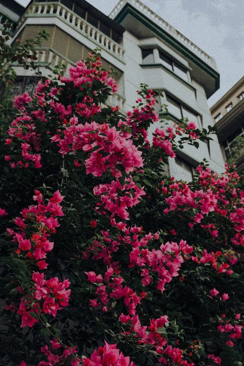 Free Stunning pink bougainvillea cascading over urban building's facade, vibrant urban nature. Stock Photo