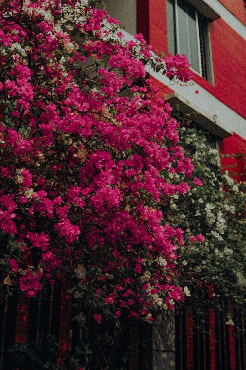 Free Vivid pink and white bougainvillea blooms adorn a red building facade. Stock Photo