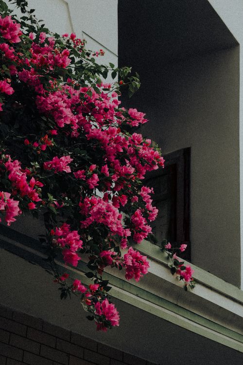 Free Bright pink bougainvillea flowers cascading over a modern balcony, adding a pop of color to urban architecture. Stock Photo