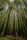 redwood forest