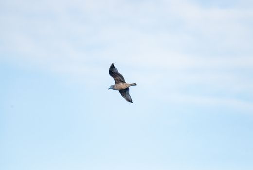 A single bird soaring gracefully against a clear blue sky, highlighting freedom and nature.