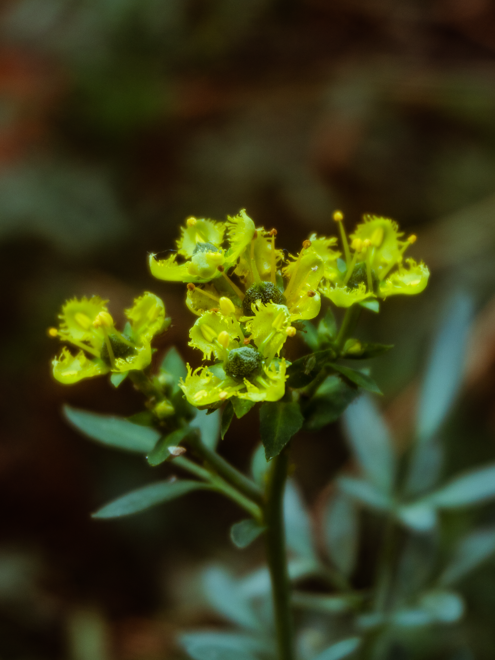 Fleur Ruda 7.832+ Fotos y Imágenes de Ruda Gratis · Banco de Fotos Gratis