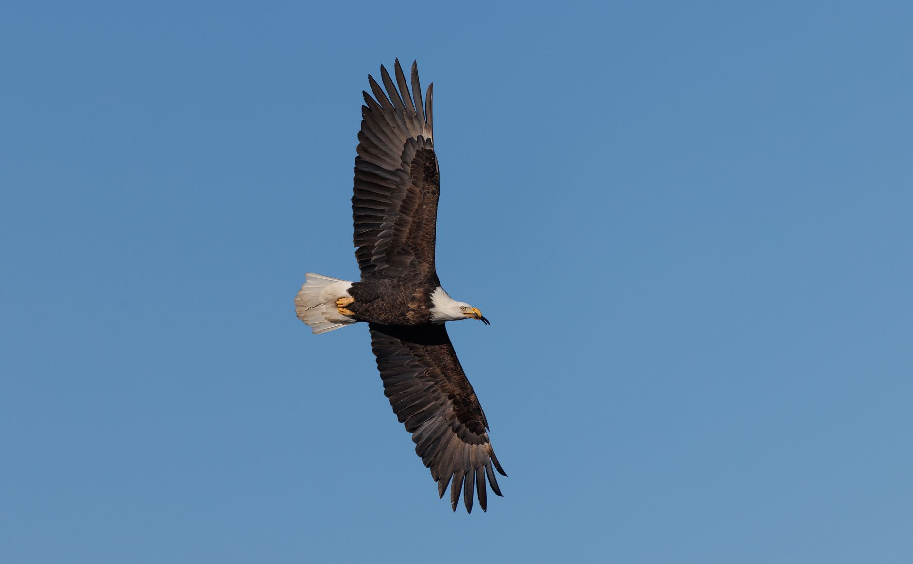 A breathtaking view of a bald eagle soaring gracefully against a clear blue sky.