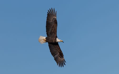 Free A breathtaking view of a bald eagle soaring gracefully against a clear blue sky. Stock Photo