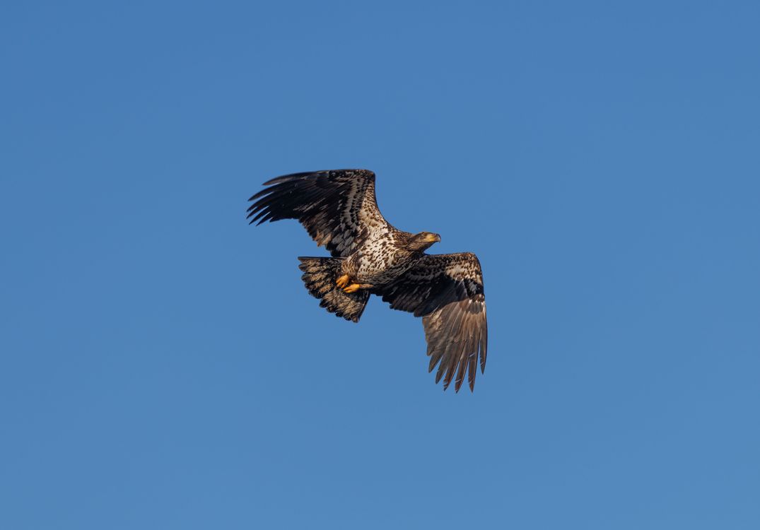 Majestic Eagle Soaring in Blue Sky · Free Stock Photo