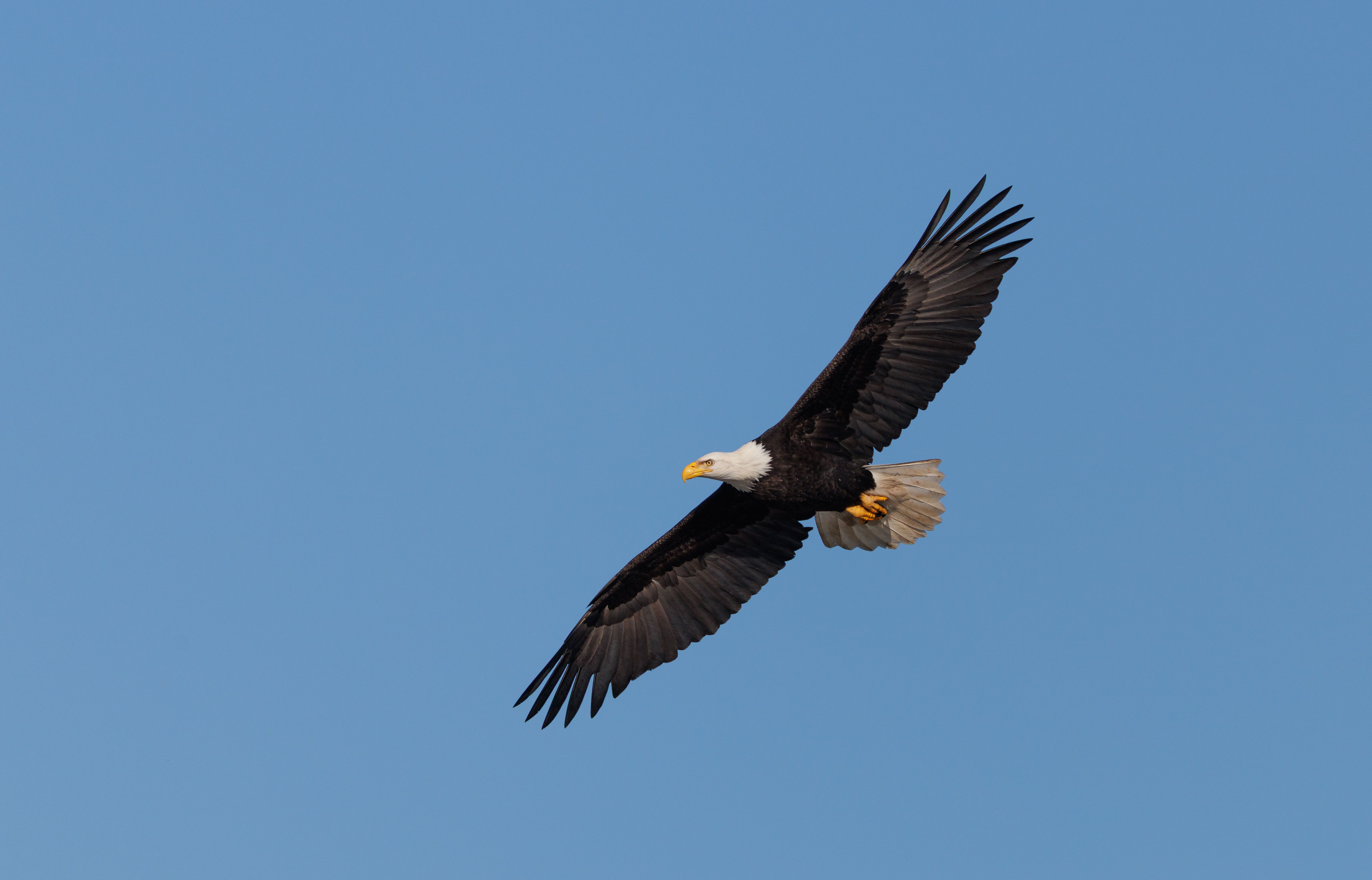 Bald Eagle Soaring in Clear Blue Sky · Free Stock Photo