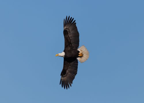 Free A majestic bald eagle soaring against a clear blue sky, showcasing its powerful wings. Stock Photo
