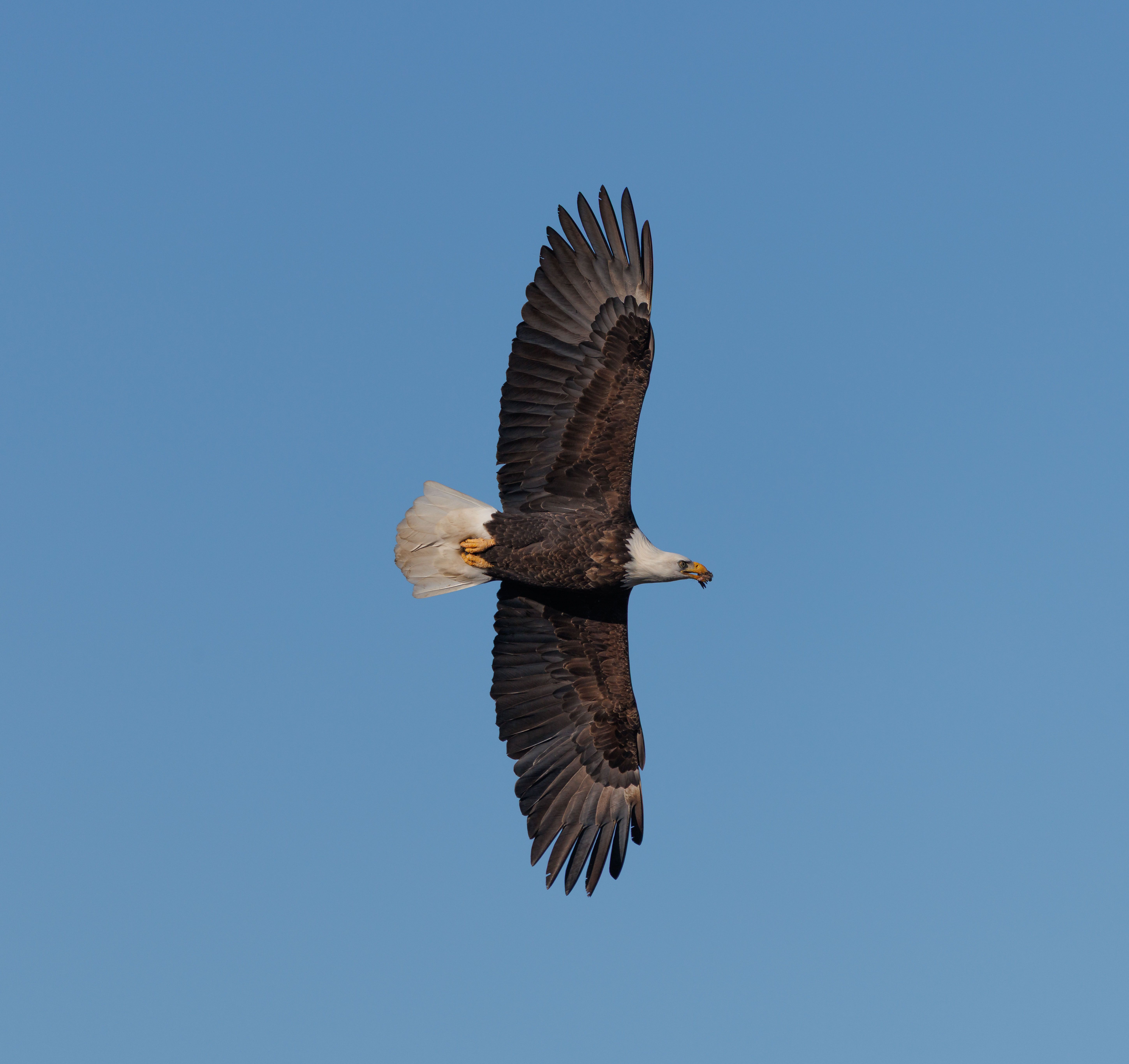 Majestic Bald Eagle Soaring in Clear Blue Sky · Free Stock Photo