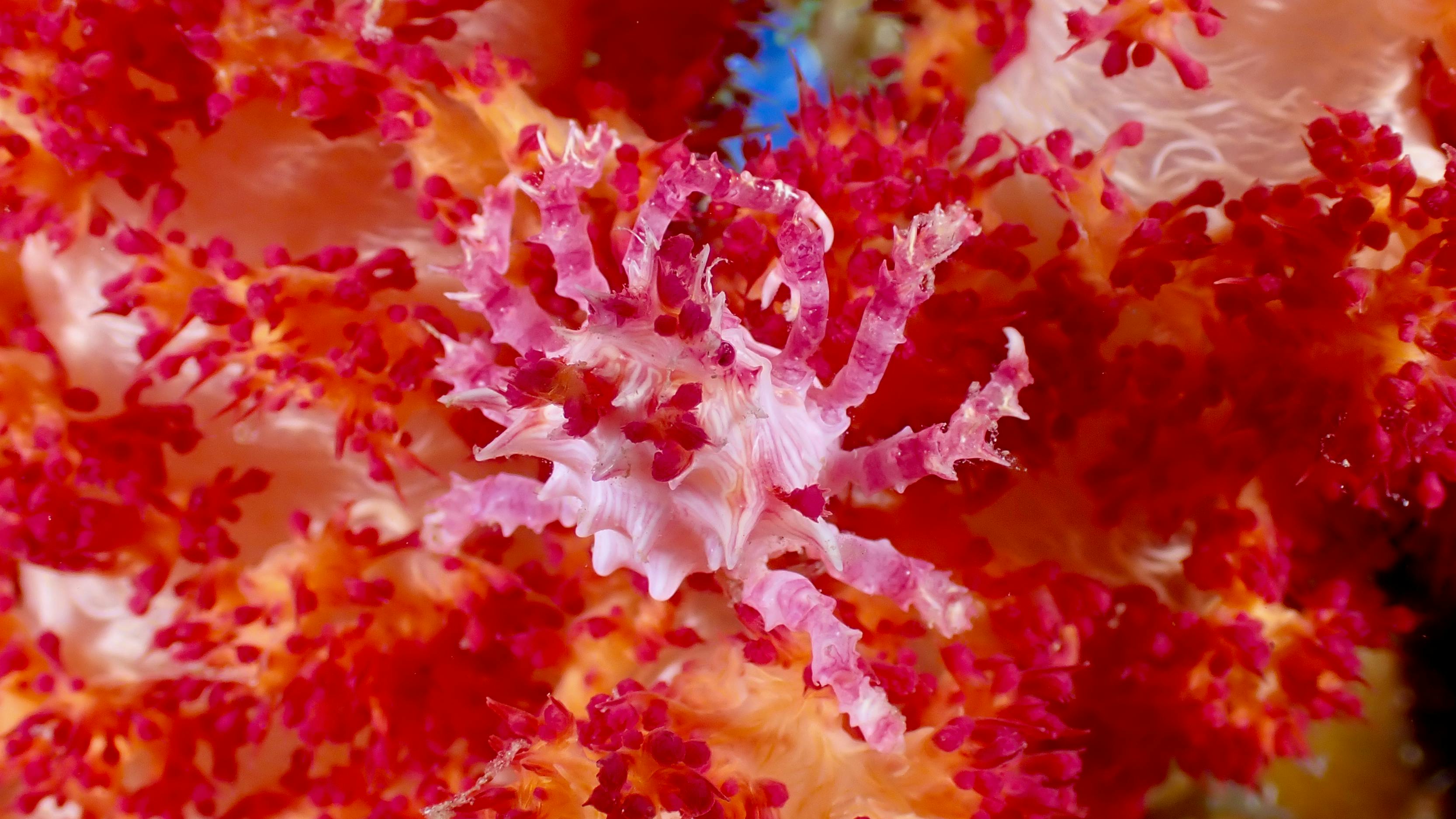 Gratuit Prim-plan al unui crab de corali moale pe un recif de corali colorat din Padre Burgos, Filipine. Fotografie de stoc