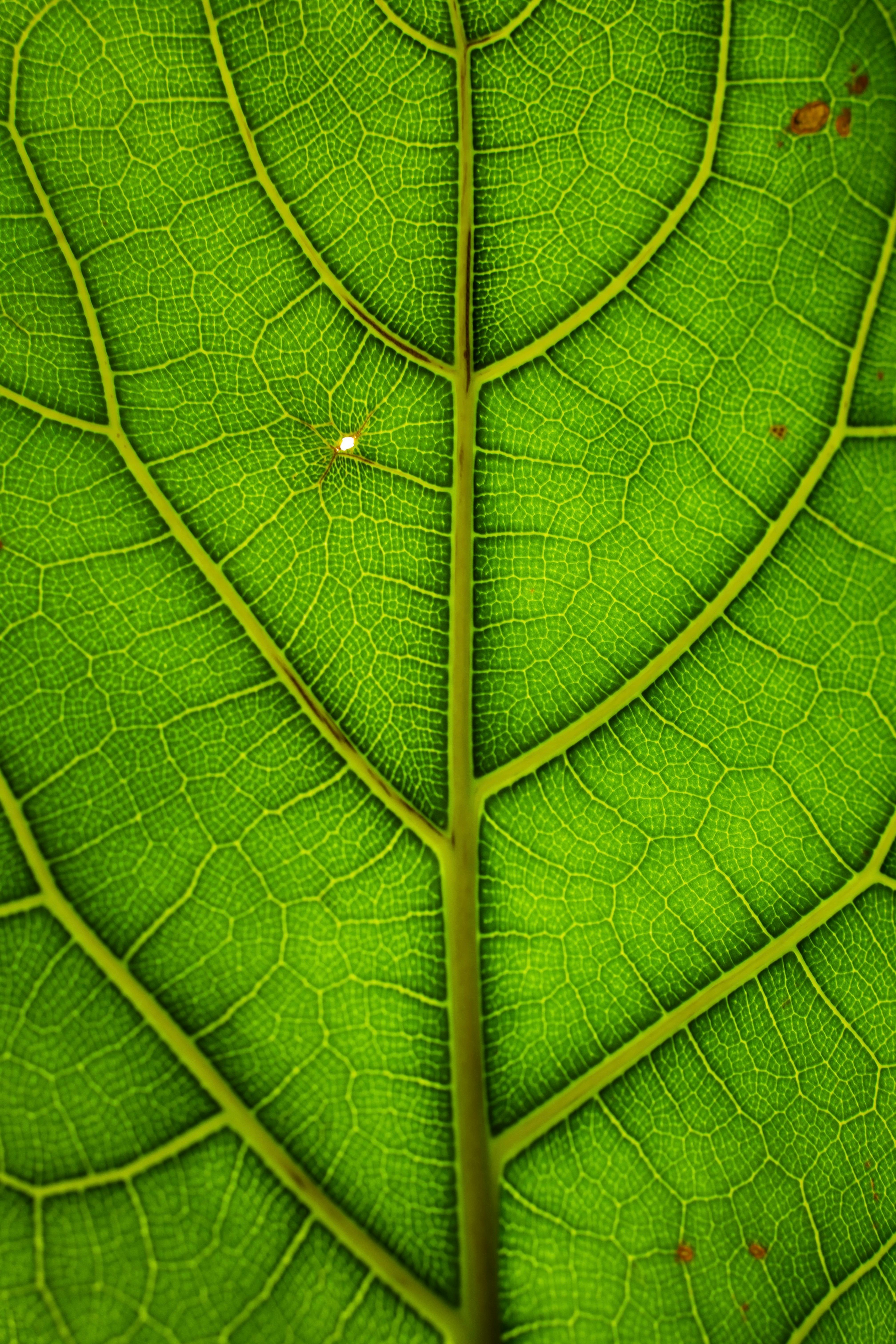 Close-up of Green Leaf Veins with Vivid Patterns · Free Stock Photo