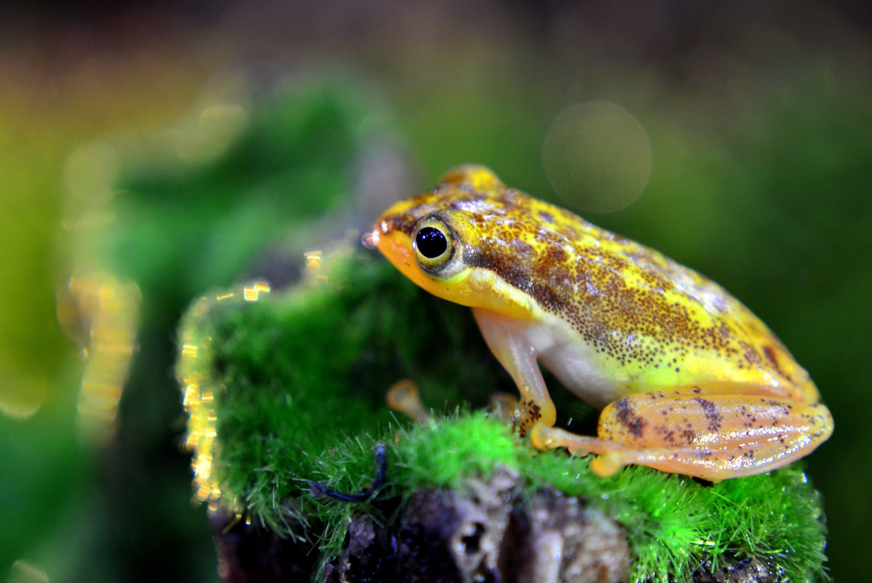 Vibrant Yellow Frog on Mossy Jungle Floor · Free Stock Photo