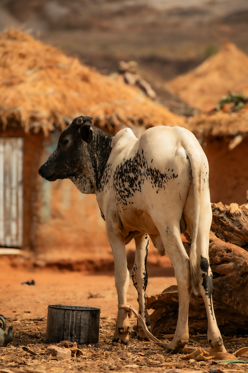 Free Zebu cow standing in a traditional African village setting, surrounded by huts. Stock Photo