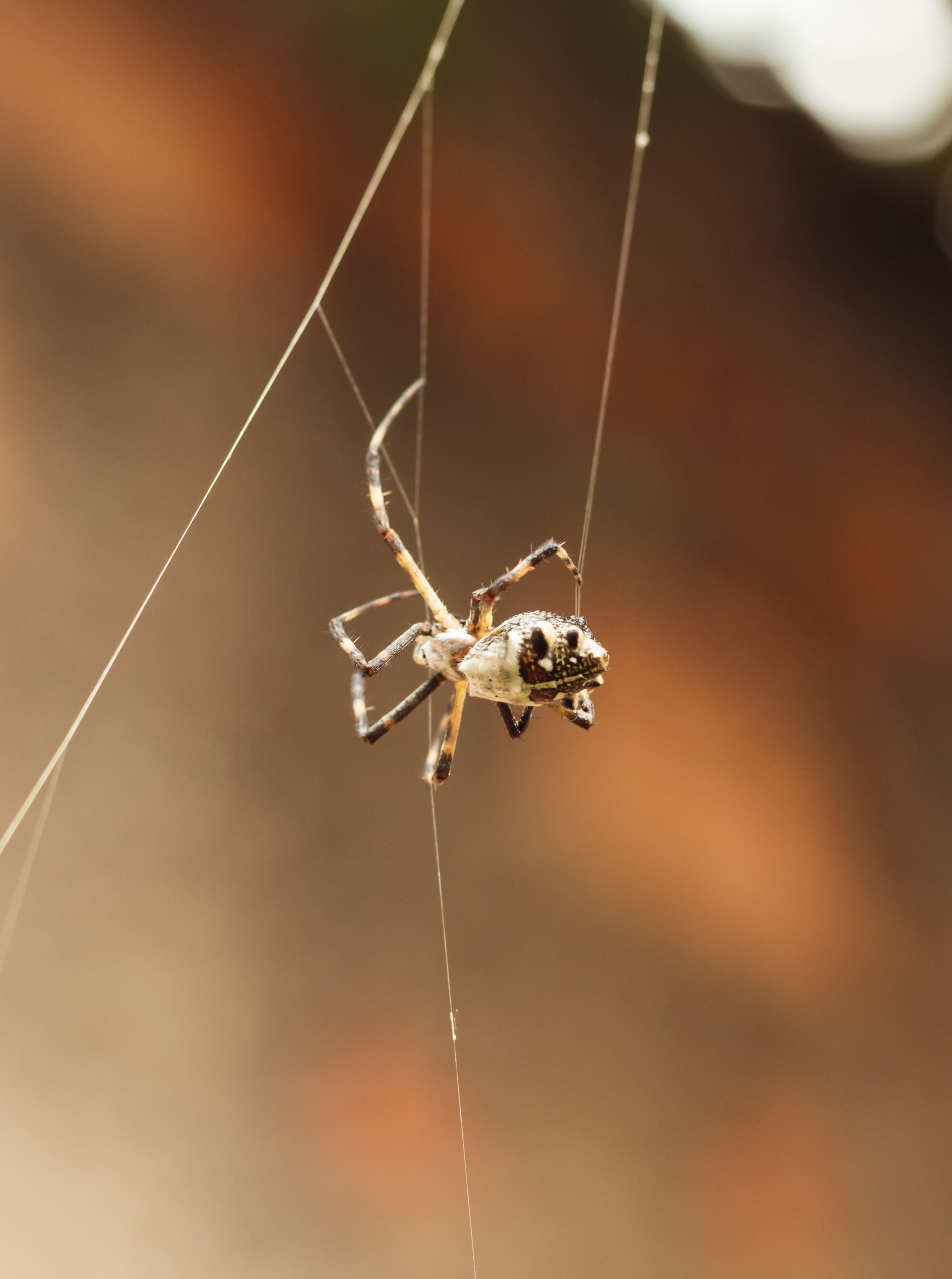 Macro shot of a spider hanging on a web, highlighting intricate details and natural habitat.