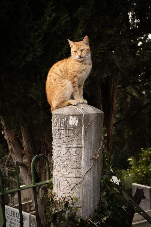 Free Serene ginger cat sitting atop an old tombstone amidst lush greenery in a cemetery. Stock Photo