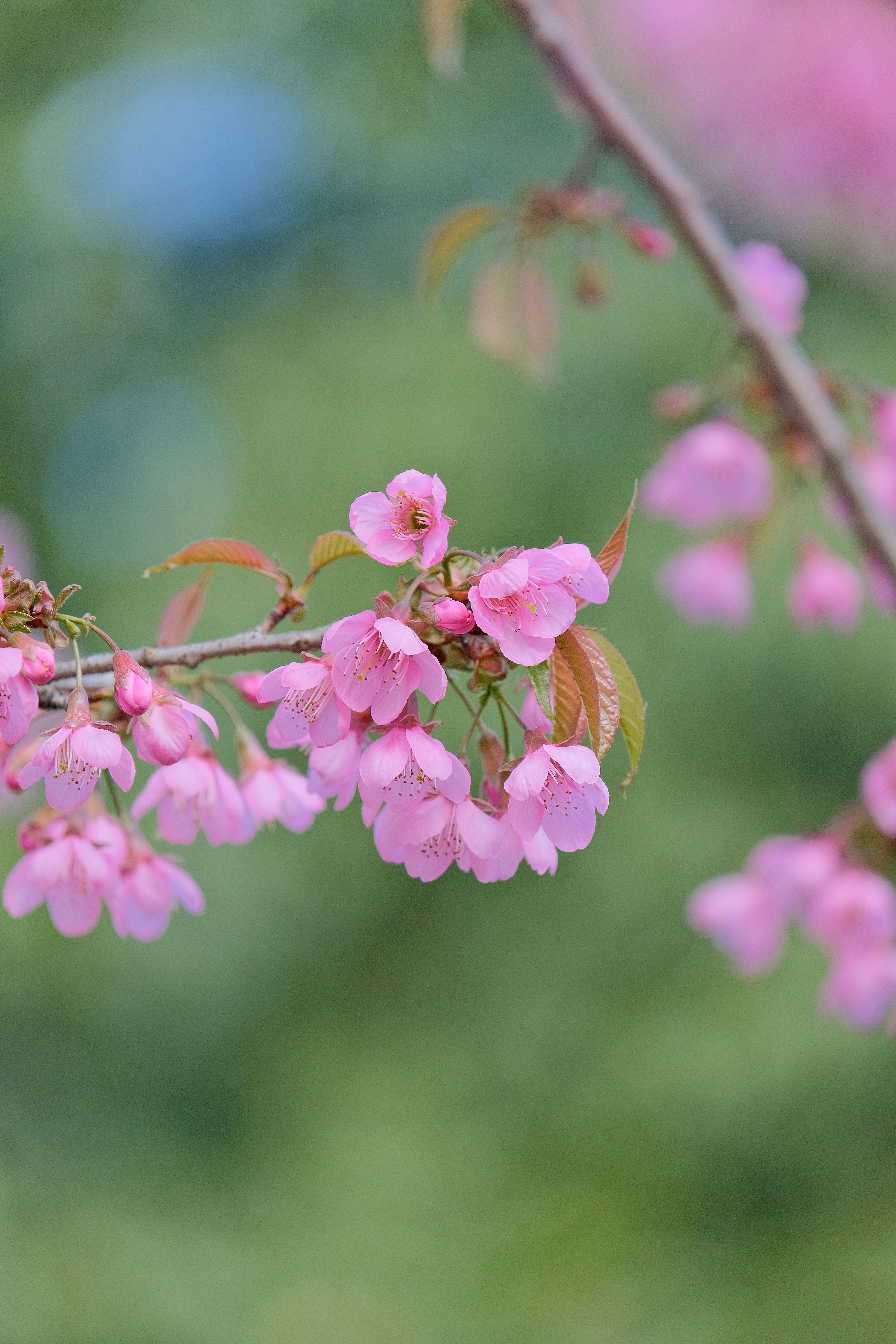Close-up of Vibrant Pink Cherry Blossoms in Spring · Free Stock Photo