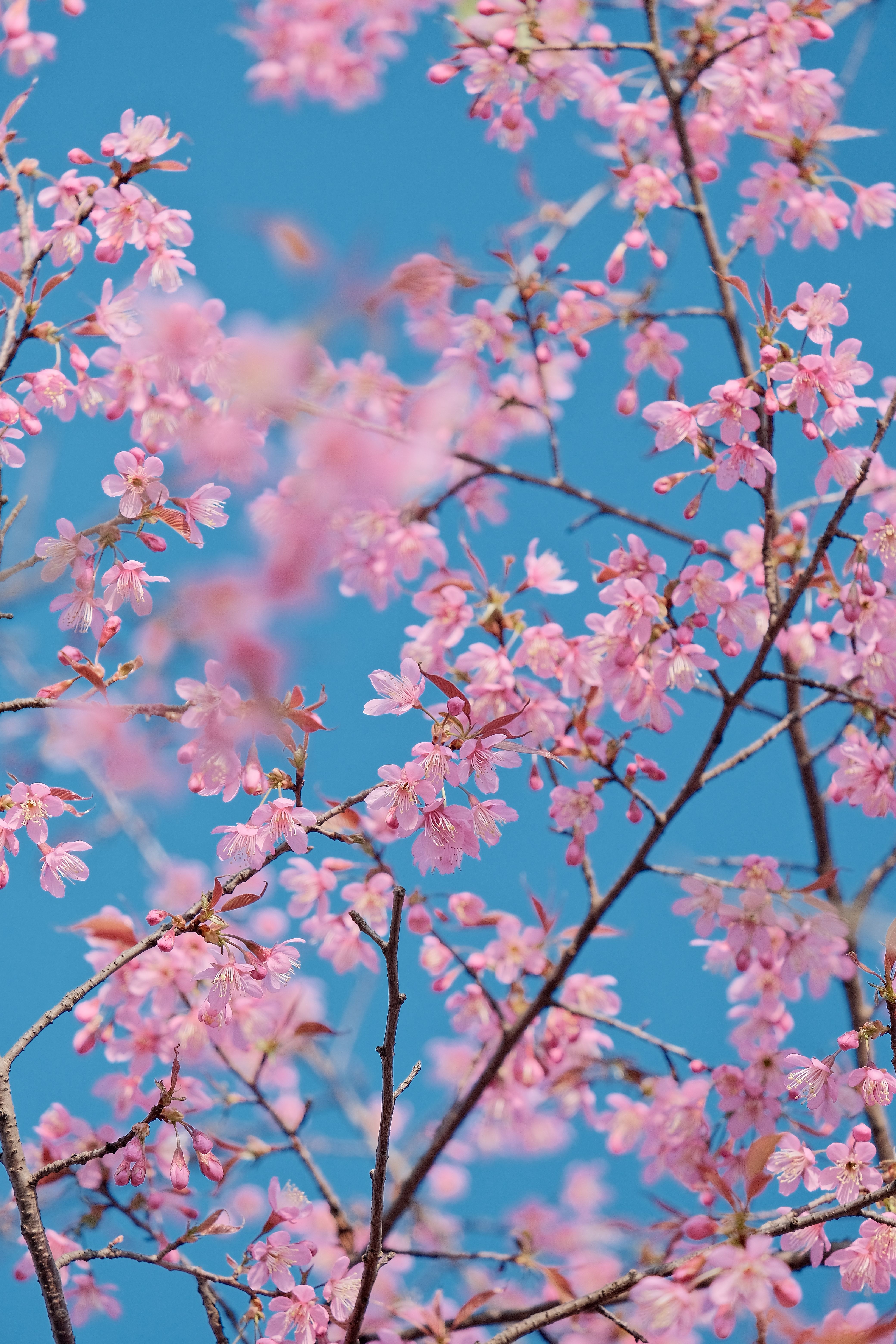 Vibrant Cherry Blossoms Against Clear Blue Sky · Free Stock Photo