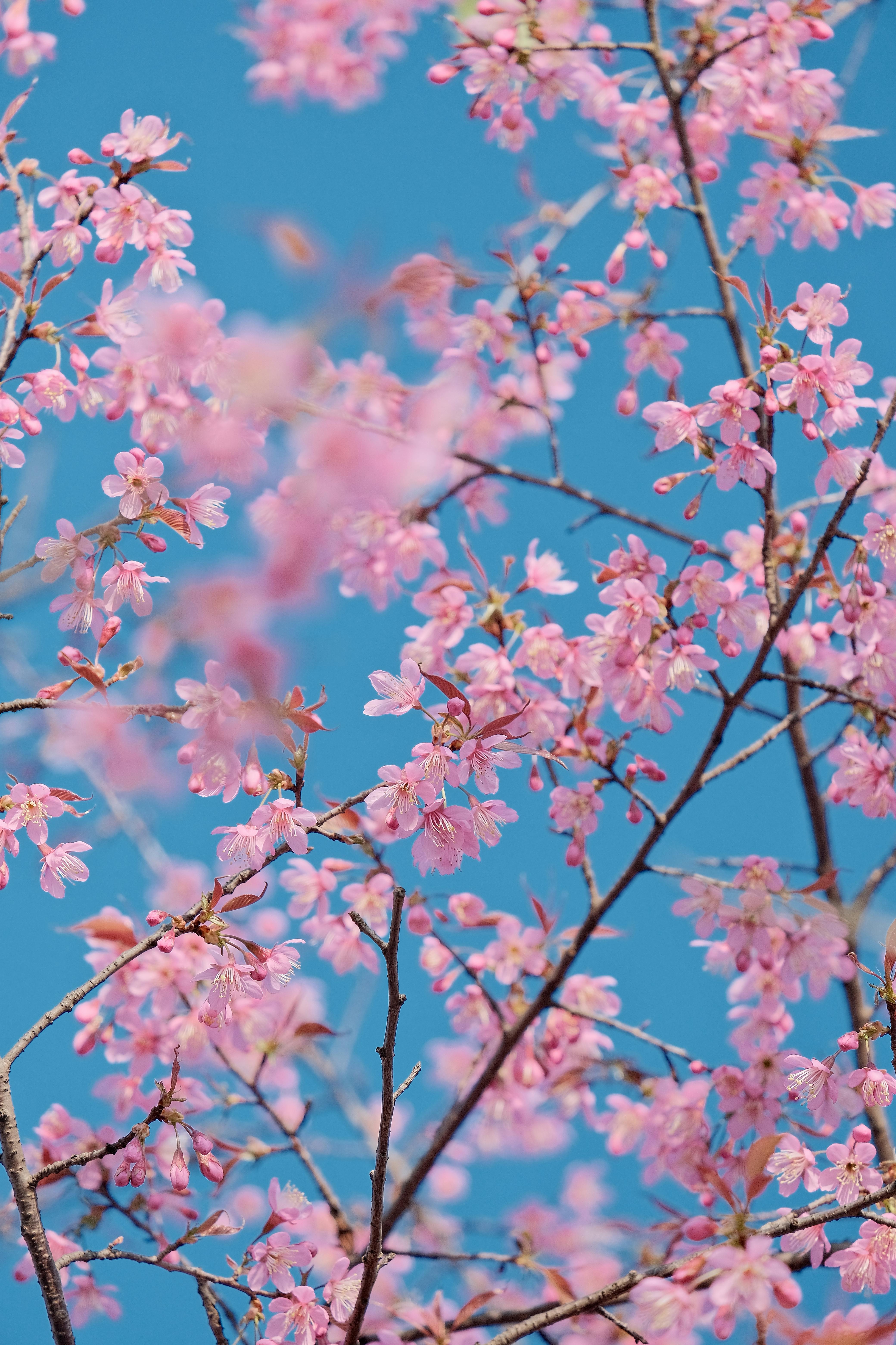 grátis Lindas flores de cerejeira em plena floração contra um céu azul límpido, capturando a essência da primavera. Foto profissional