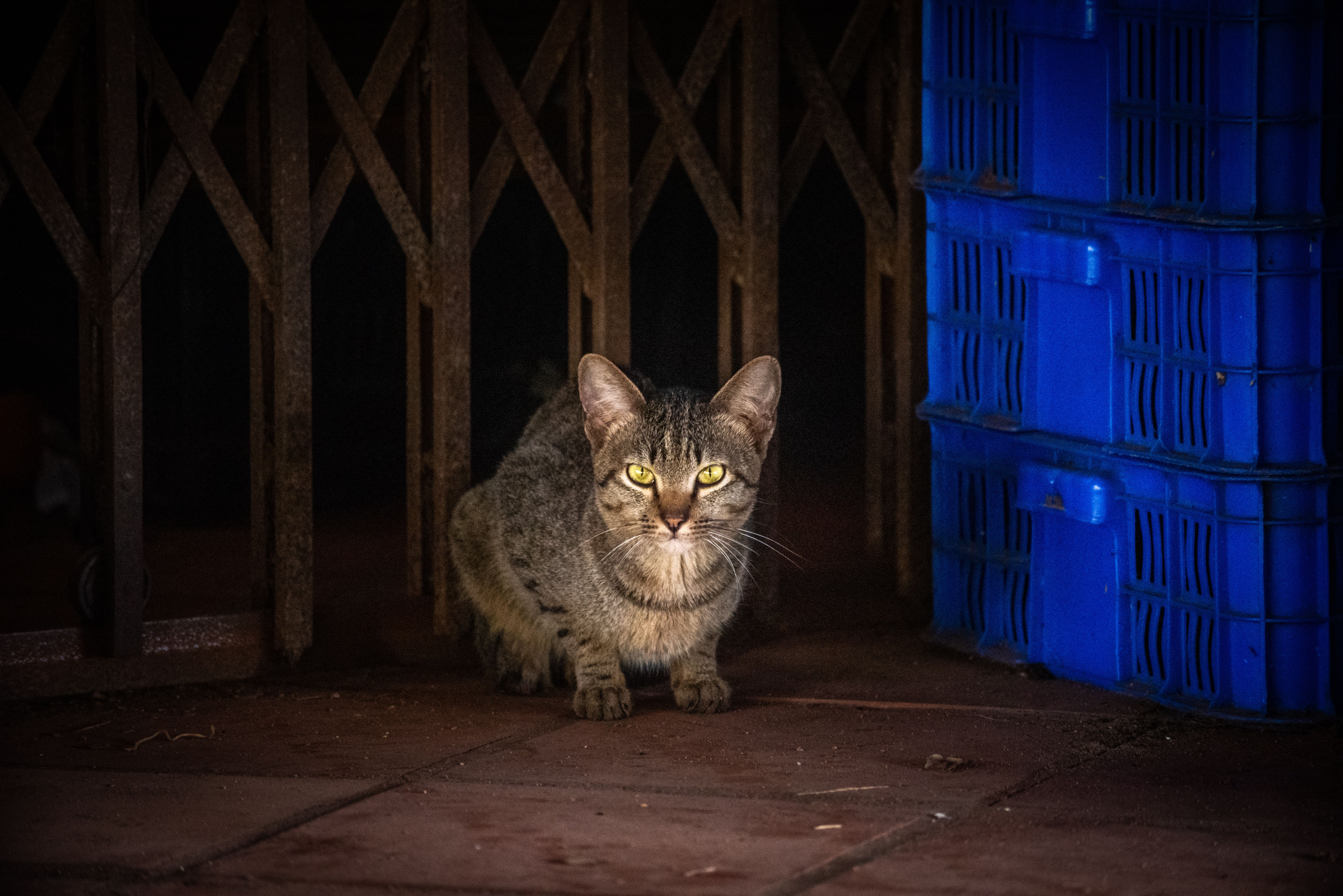 Stray Cat in Industrial Setting with Blue Crates · Free Stock Photo