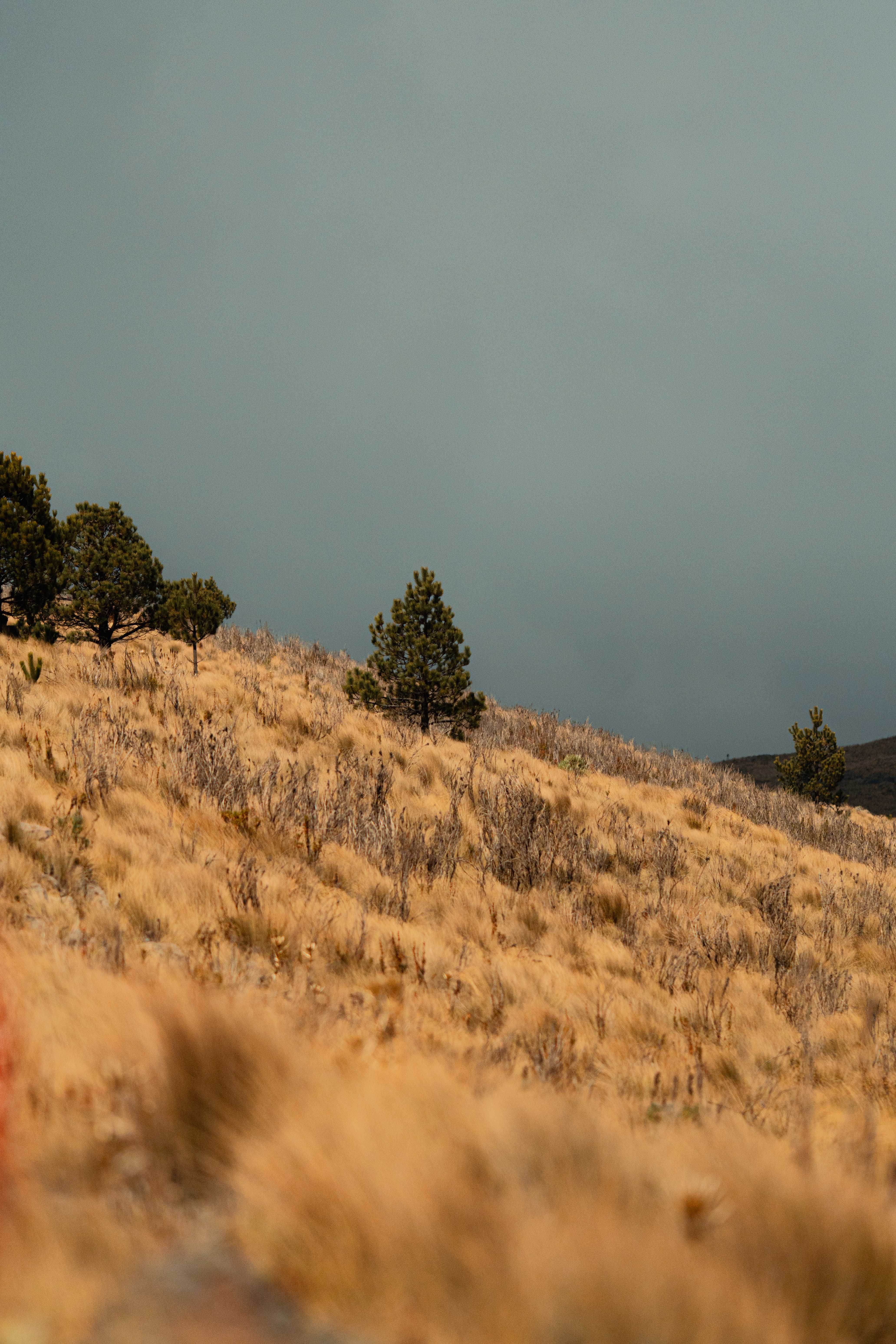 A serene landscape of golden grass and pine trees on a hillside under a cloudy sky, evoking a sense of tranquility.