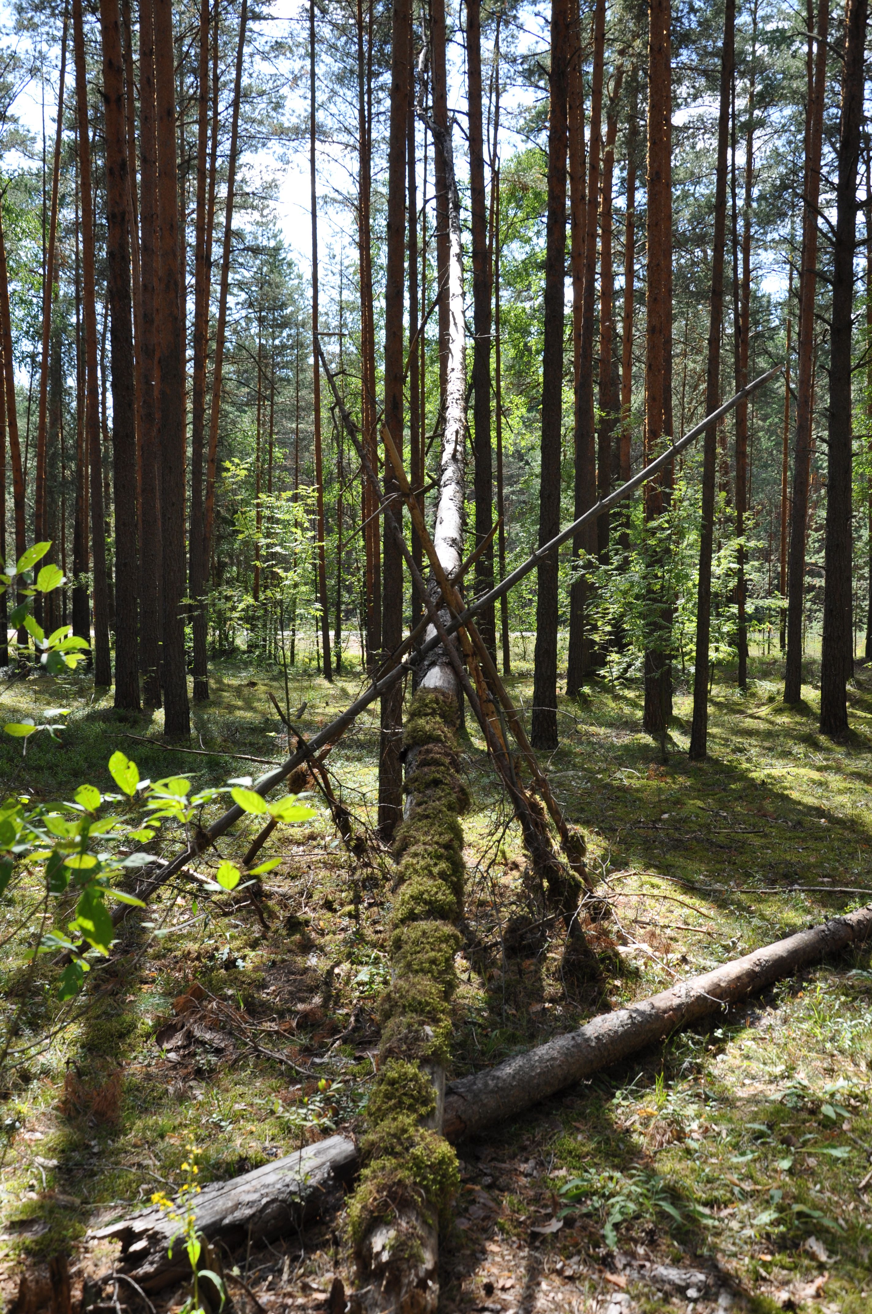 Serene Pine Forest with Fallen Tree in Sunlight · Free Stock Photo