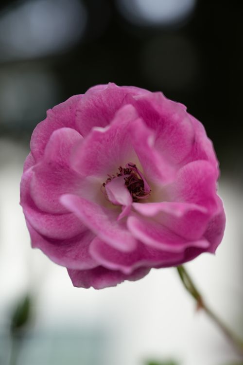 Free A detailed close-up of a vibrant pink rose in full bloom showcasing delicate petals. Stock Photo