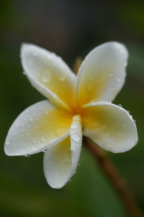 Free Stunning close-up of a white and yellow frangipani with water droplets, perfect for nature themes. Stock Photo