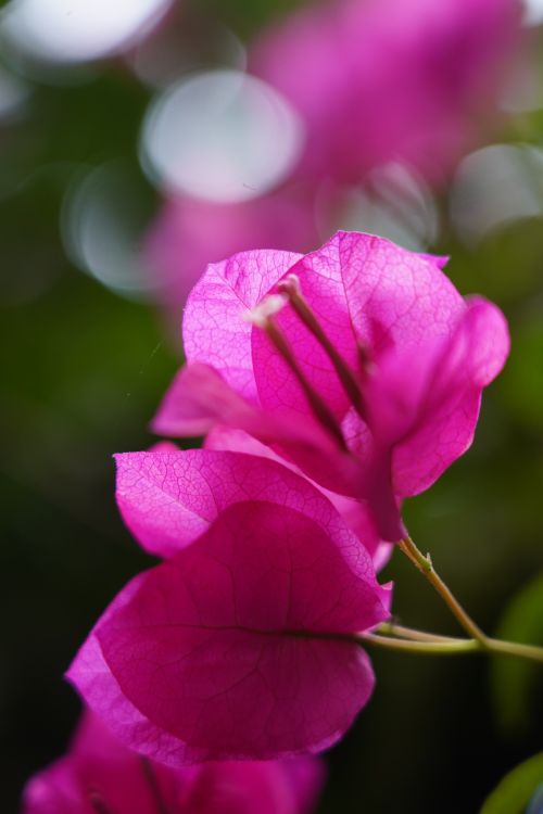 Free Close-up of vivid pink Bougainvillea flowers with blurred green background. Ideal for floral and botanical themes. Stock Photo