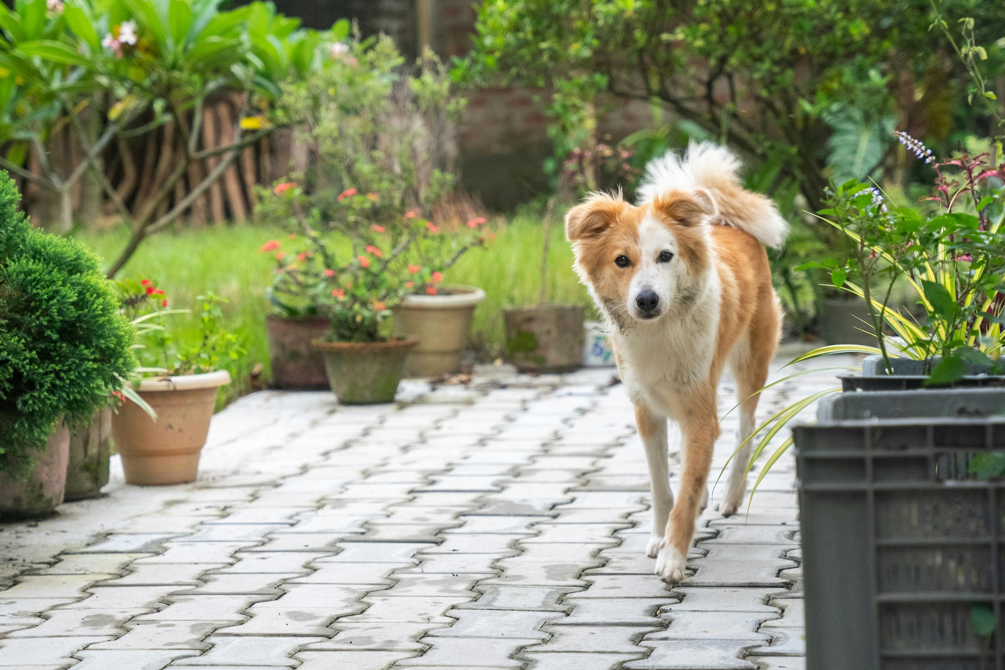 pet lifestyle bhopal — Photo by Pragyan Bezbaruah on Pexels