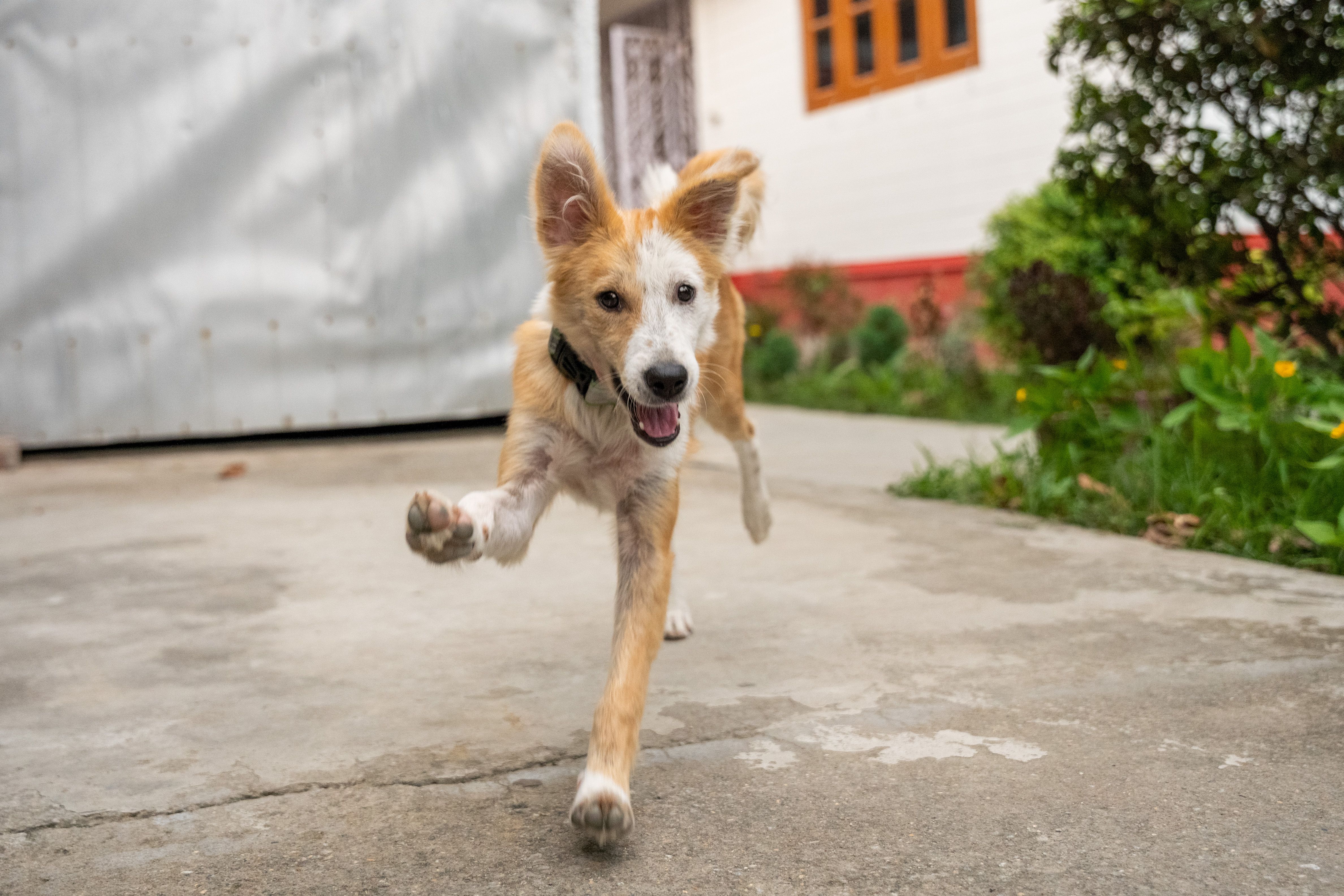 pet care, pet health, pet safety, pet grooming — Photo by Pragyan Bezbaruah on Pexels